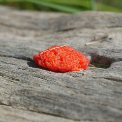 Tubifera ferruginosa