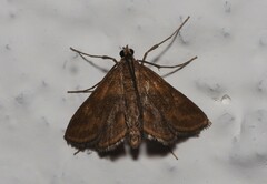 Elophila feili