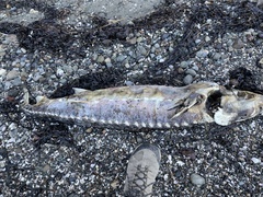 Acipenser transmontanus