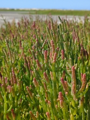 Salicornia