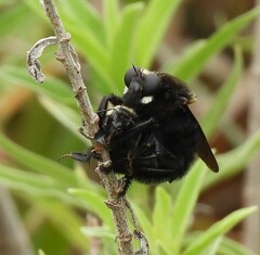 Mallophora leschenaulti