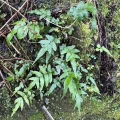 Blechnum procerum