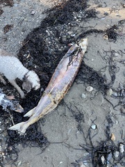 Acipenser transmontanus