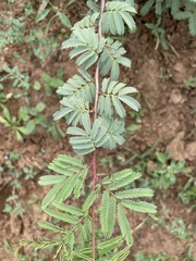 Vachellia schaffneri bravoensis