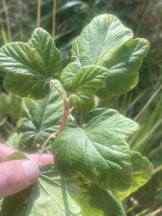 Ribes sanguineum glutinosum