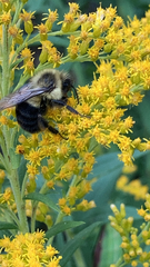 Bombus impatiens
