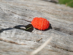 Tubifera ferruginosa