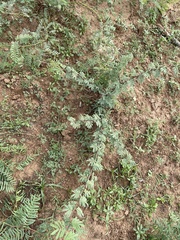Vachellia schaffneri bravoensis