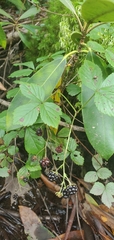 Rubus hispidus