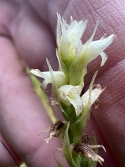 Spiranthes diluvialis