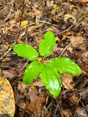 Croomia pauciflora