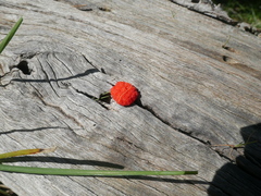 Tubifera ferruginosa