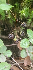 Rubus hispidus