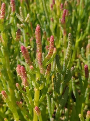 Salicornia