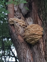 Climacodon septentrionalis