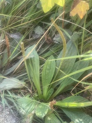 Plantago subnuda