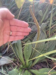 Plantago subnuda