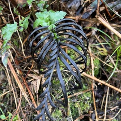 Blechnum procerum