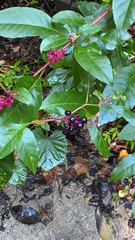 Phytolacca americana