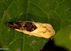 Acontiini