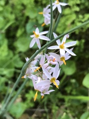 Olsynium scirpoideum