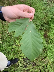 Quercus montana
