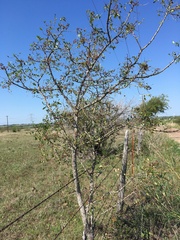 Zanthoxylum hirsutum