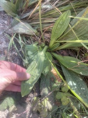 Plantago subnuda