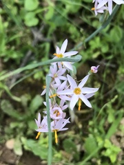 Olsynium scirpoideum