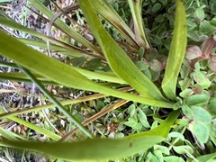Spiranthes diluvialis