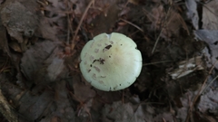 Validae