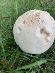 Agaricus arvensis