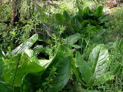 Lysichiton americanus