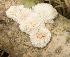 Sebacina schweinitzii