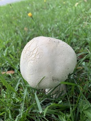 Agaricus arvensis