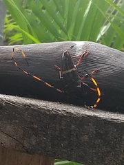 Trachyderes succinctus