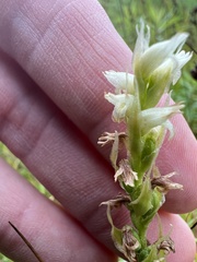 Spiranthes diluvialis
