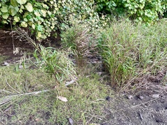 Sorghum