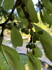 Sideroxylon lanuginosum