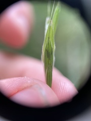 Bromus latiglumis