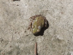 Pseudacris hypochondriaca