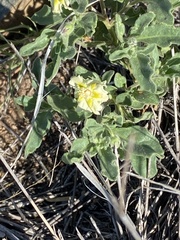 Chamaesaracha coniodes