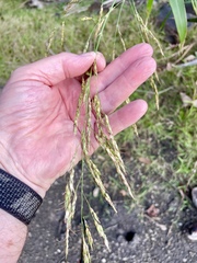 Sorghum