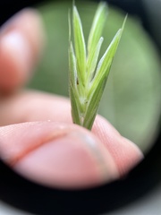 Bromus latiglumis