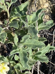 Chamaesaracha coniodes