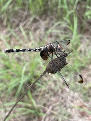 Dythemis fugax
