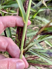 Sorghum