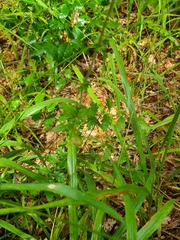 Agrimonia incisa