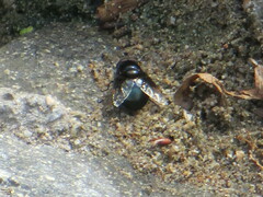 Copestylum violaceum