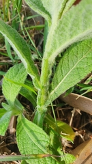 Pterocaulon redolens